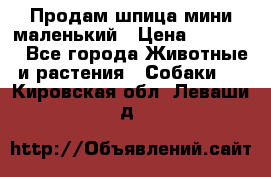 Продам шпица мини маленький › Цена ­ 15 000 - Все города Животные и растения » Собаки   . Кировская обл.,Леваши д.